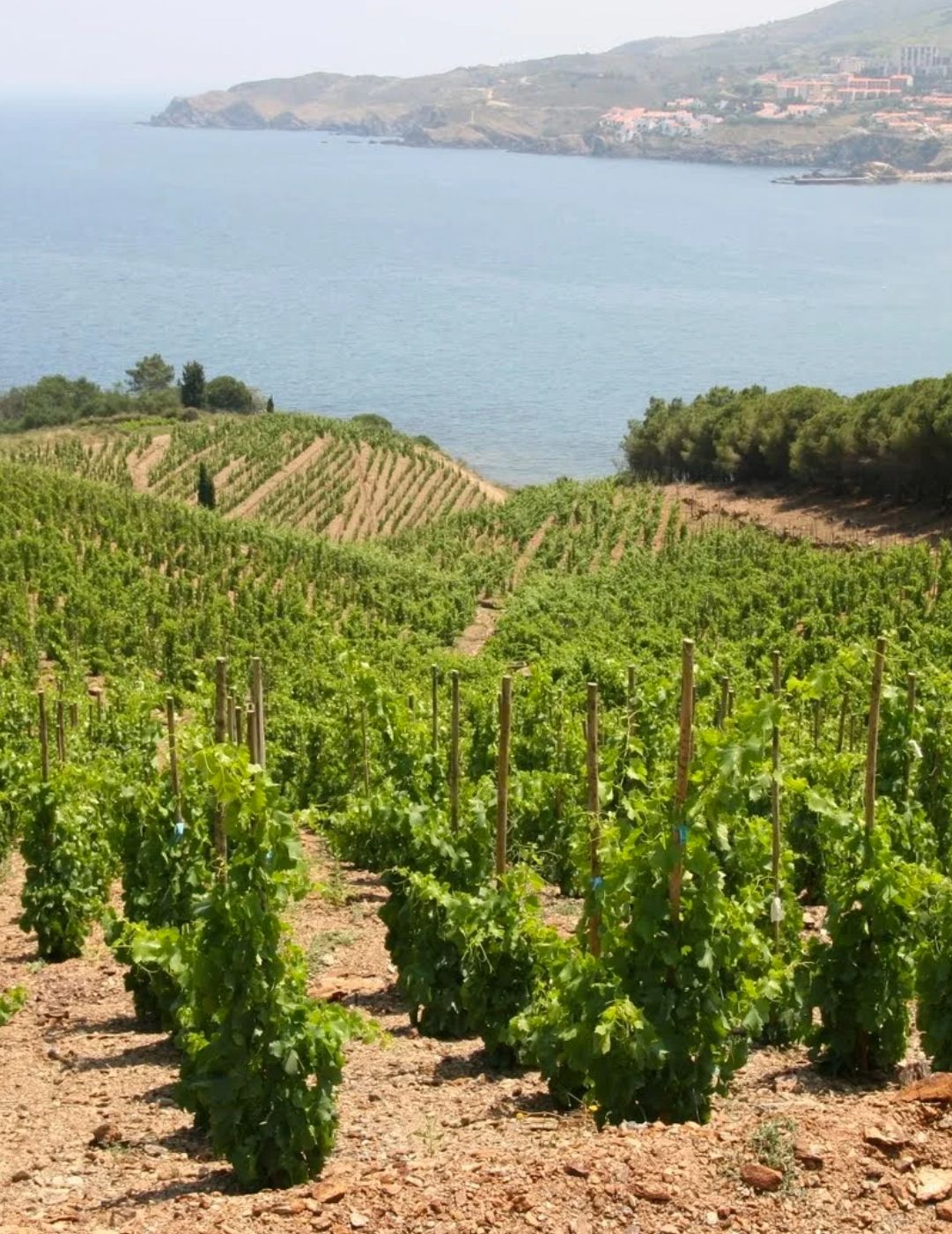 Randonnée de Collioure à Cadaques