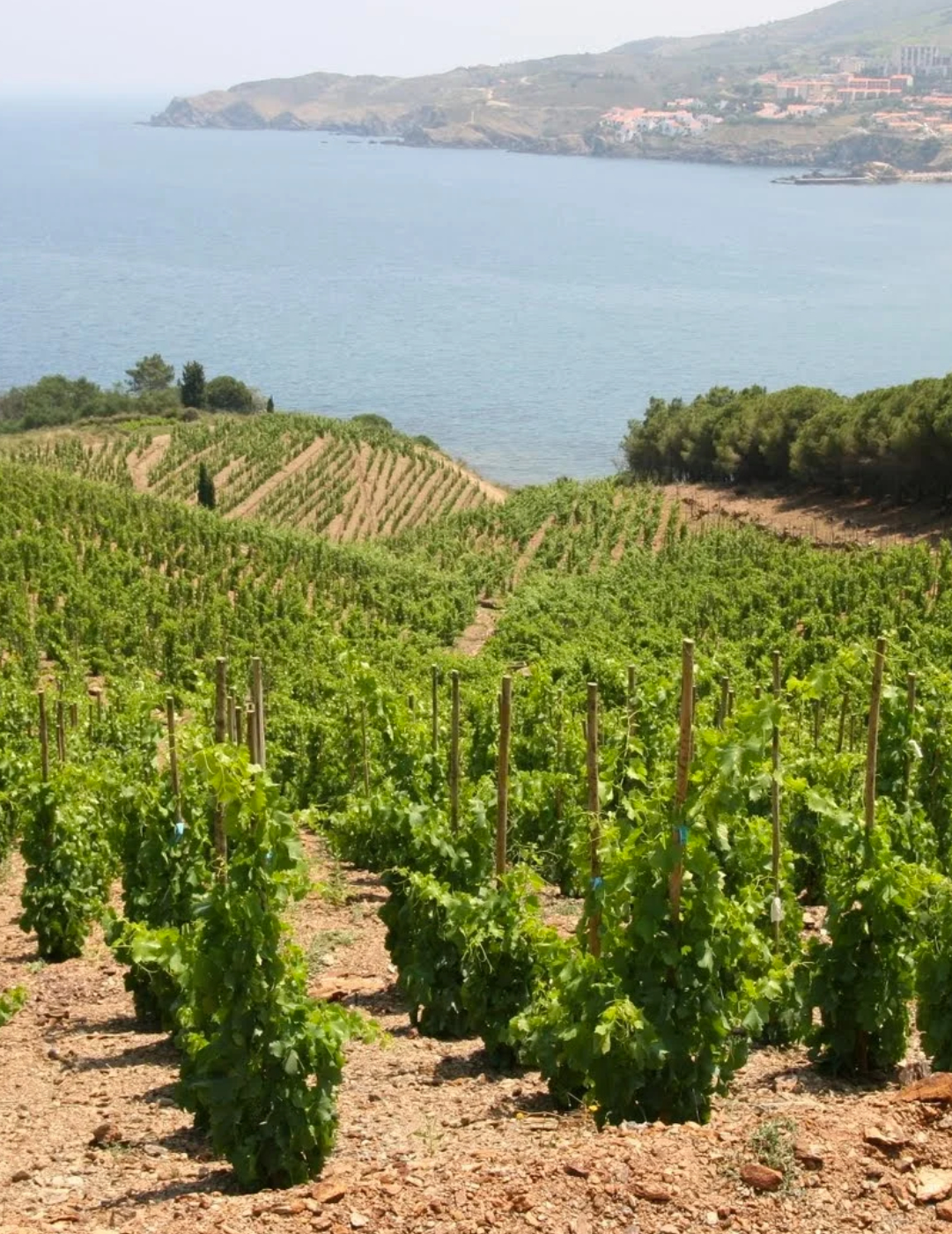 Randonnée de Collioure à Cadaques