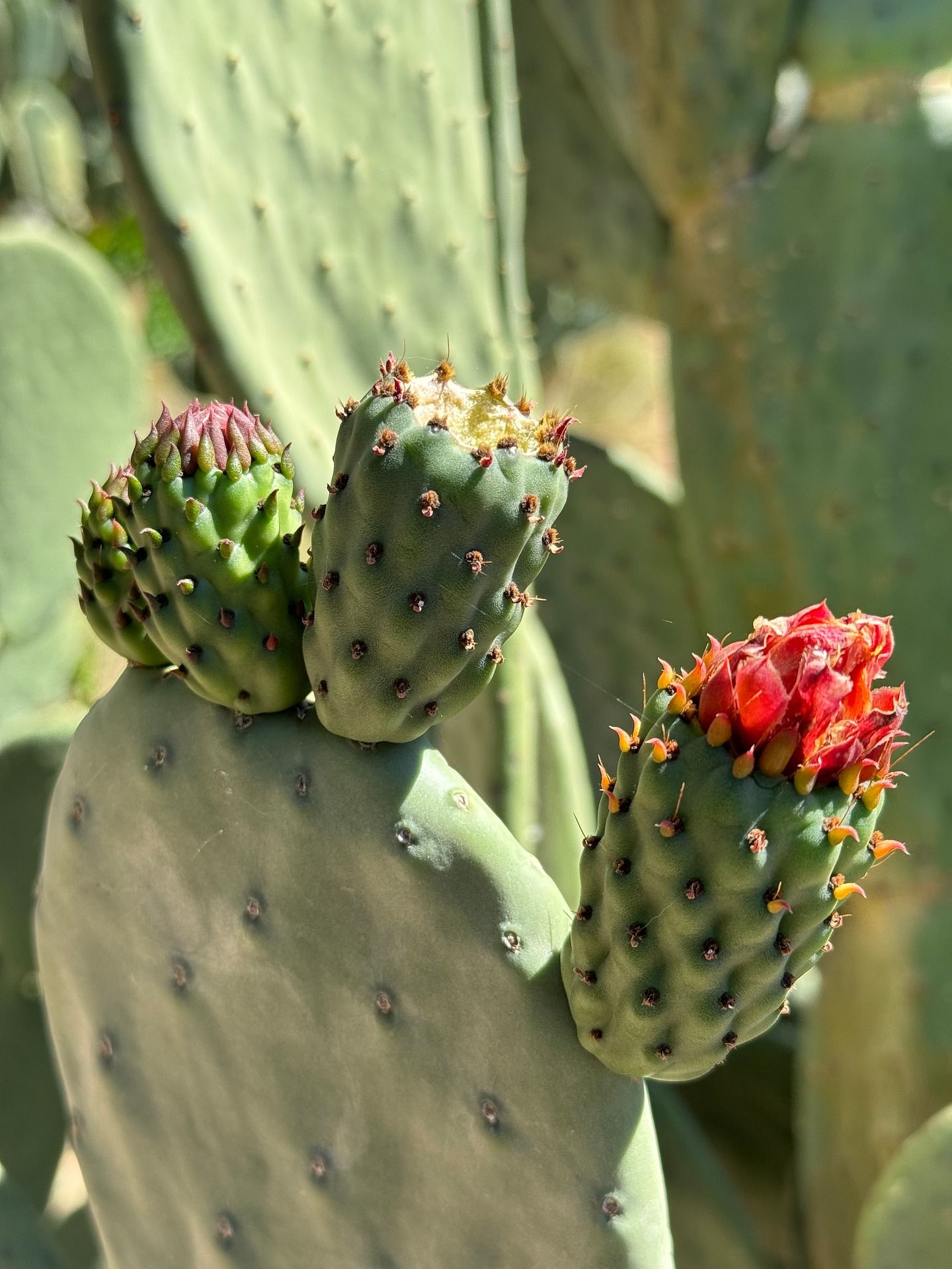 collioure cadaques à pied