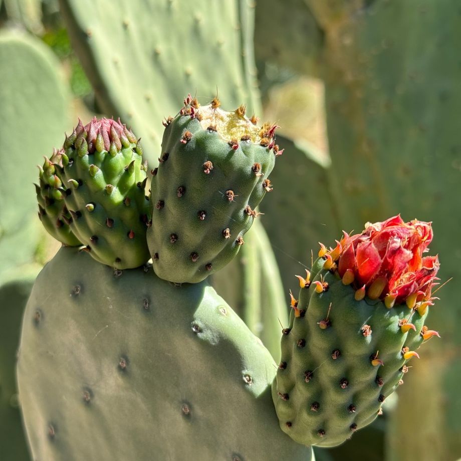 collioure cadaques &agrave; pied